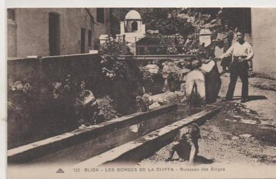 125  BLIDA  LES GORGeS DE LA CHIFFA  LE RUISSEAU DES SINFES