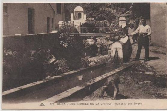 125  BLIDA  LES GORGZS DE LA CHIFFA RUISSEAU DES SINGES