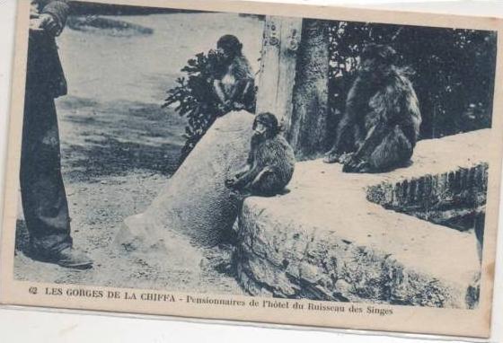 62  BLIDA  LES GORGES DE CHIFFA PENSIONNAIRES DE L'HOTEL