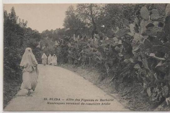 88  BLIDA  ALLEE DES FIGUIERS DE BARBARIE