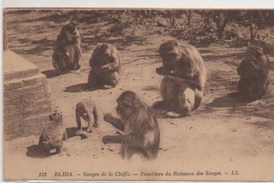 133  BLIDA  LES GORGES DE LA CHIFFA FAMILIERS DU RUISSEAU DES SINGES