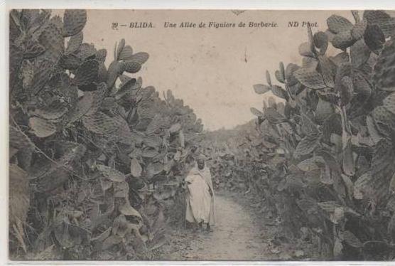 39  BLIDA  UNE AVENUE DES MOULINS