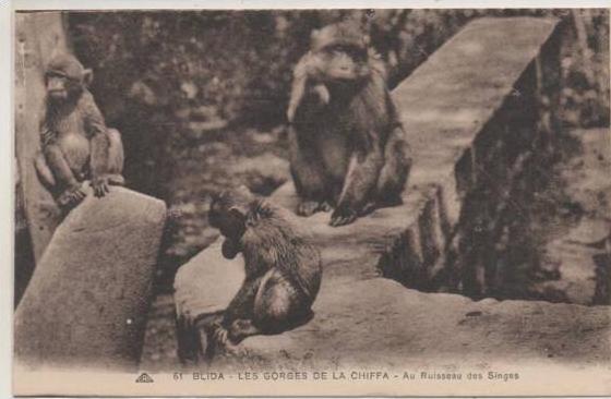 61  BLIDA  LES GORGES DE LA CHIFFA RUISSEAU DES SINGES