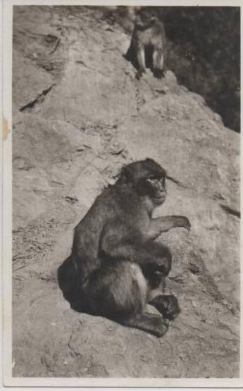 383  BLIDA  UN VIEIL HABITUE DU RUIDDEAU DES SINGES