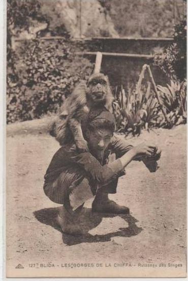 127   BLIDA   LES GORGES DE LA CHIFFA  RUISSEAU DES SINGES