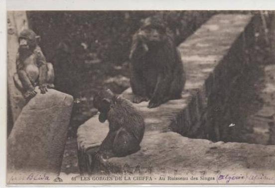 61   BLIDA LES GORGES DE LA CHIFFA LE RUISSEAU AUX SINGES