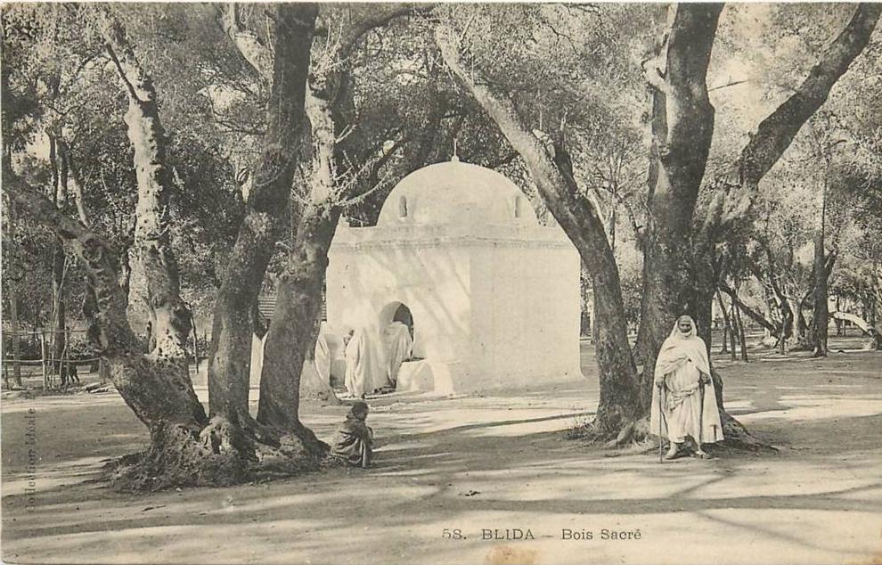 ALGERIE BLIDA  BOIS SACRE    SCANS RESTO VERSO