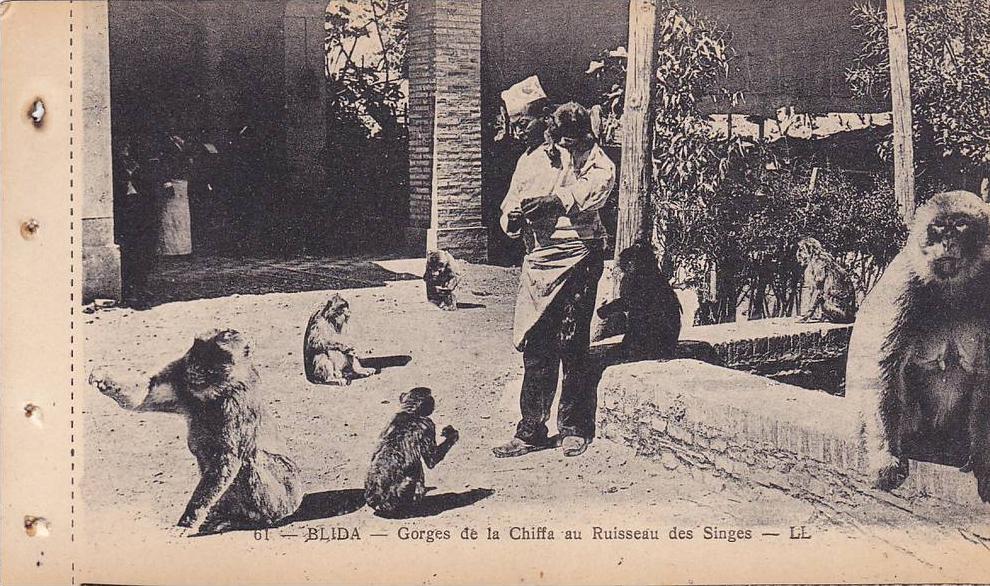 BLIDA , Algeria , 00-10s ; Gorges de la Chiffa au Ruisseau des singes