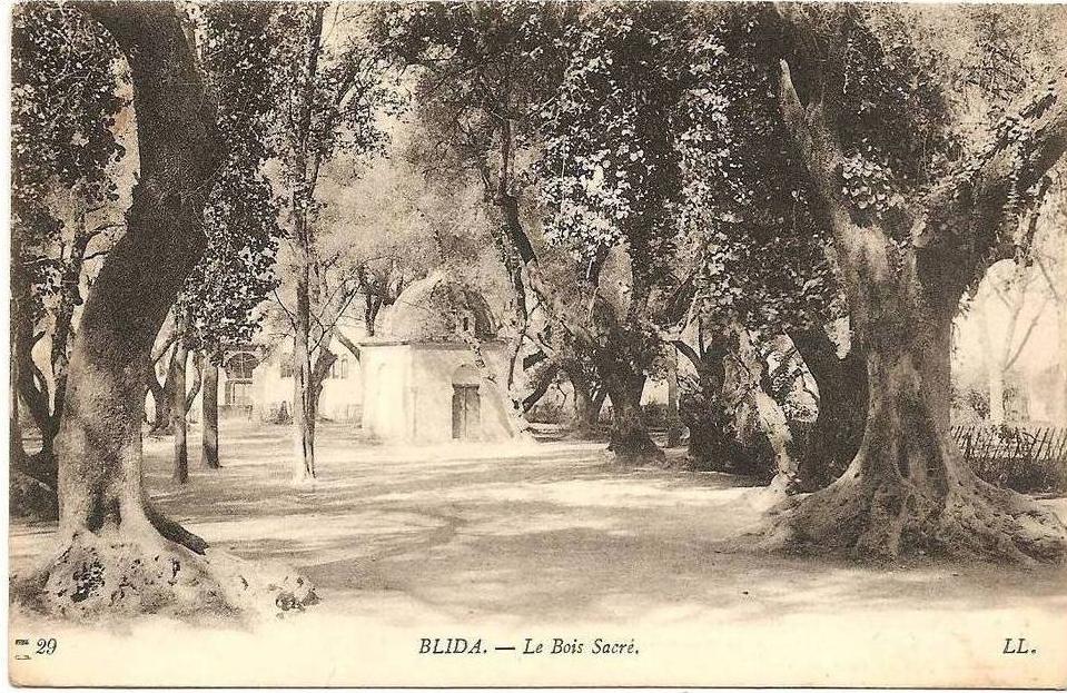Blida . Le Bois Sacré