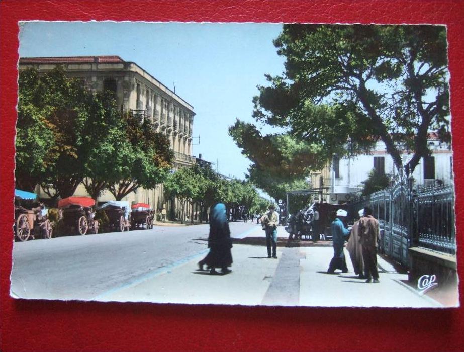ALGERIE - GUELMA - L'AVENUE SADI CARNOT -
