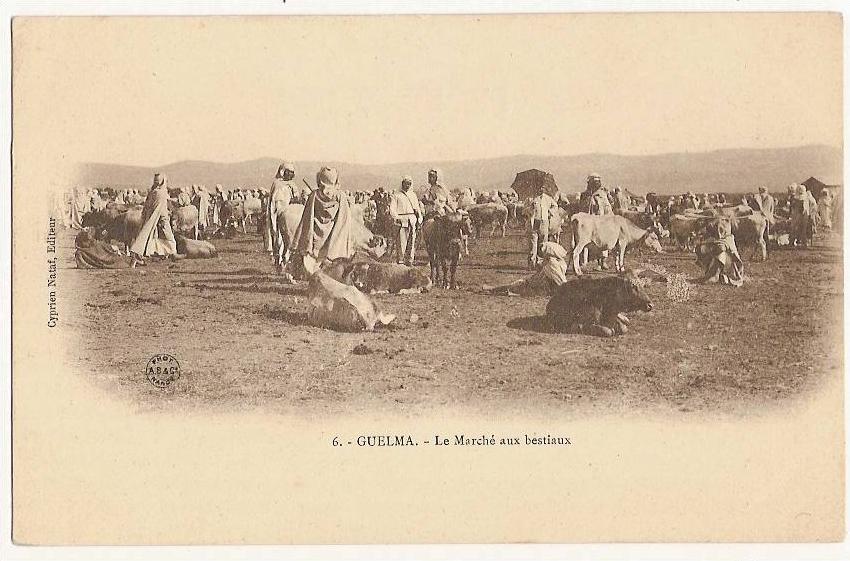 cpa precurseur Algerie Guelma Le Marché aux bestiaux Beau plan
