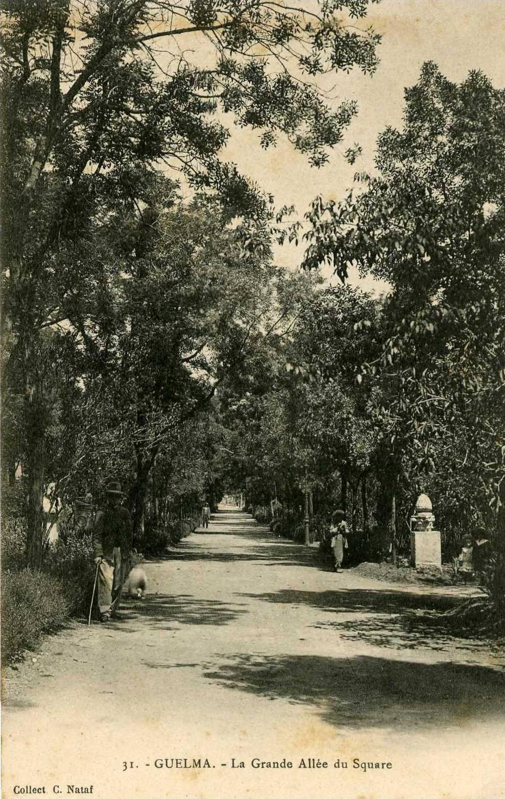 guelma la grande allee du square 31 collection nataf carte precurseur