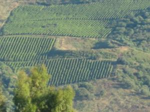 champ de vignes a Oued hellal
