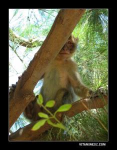 Le singe de Barbarie   Magot