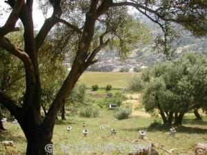 L'Apiculture du coté de Felden, Akbou