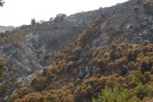 Douar Klaoucha : incendie de forêts juillet 2009