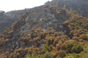 Douar Klaoucha : incendie juillet 2009