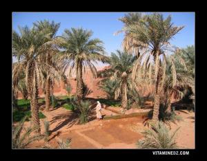 Oasis à l'intérieur des ksours de Lichta