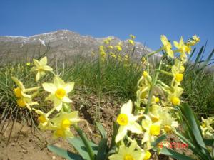 les Narcisses de hamala  2  2009