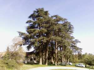 hamala la forêt de bounaaja