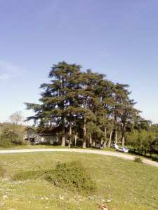 hamala la foret de bounaaja غابة بونعجة ببلدبة حمالة2