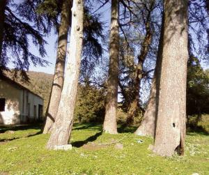 hamala la foret de bounaaja  غابة بونعجة ببلدبة حمالة  4