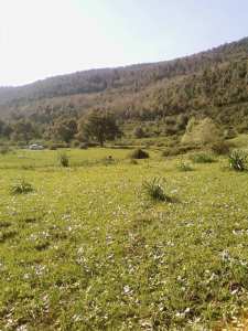 HAMALA 2009  h el marja   المرجة