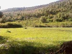 HAMALA 2009  cours d'eau  a  el marja  5