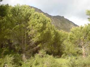 HAMALA 2009 la foret de awram