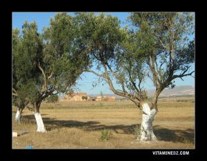 Ferme coloniale à l'entrée d'El Mohgoun (ex Sainte Léonie)