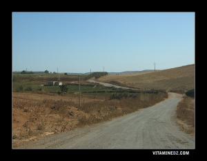 Champs sur la route de Sidi Ben Yebka vers El Guessiba
