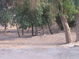 foret de Ras el Ain GDYEL