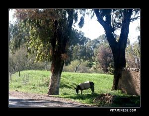 Bhira au bord de Oued Kouarda, Ouled Ben Ayed, M'sirda Thata