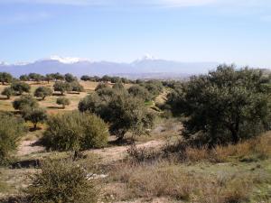 L'olivier et le blé
