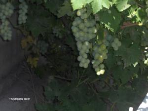 Le raisin de OUED SEGUIN