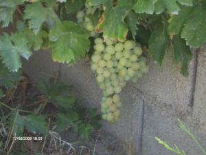 le raisin de OUED SEGUIN