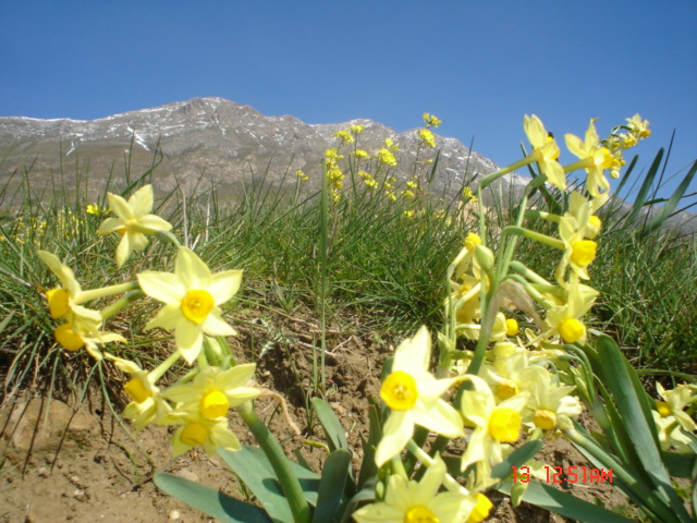 les Narcisses de hamala 2009