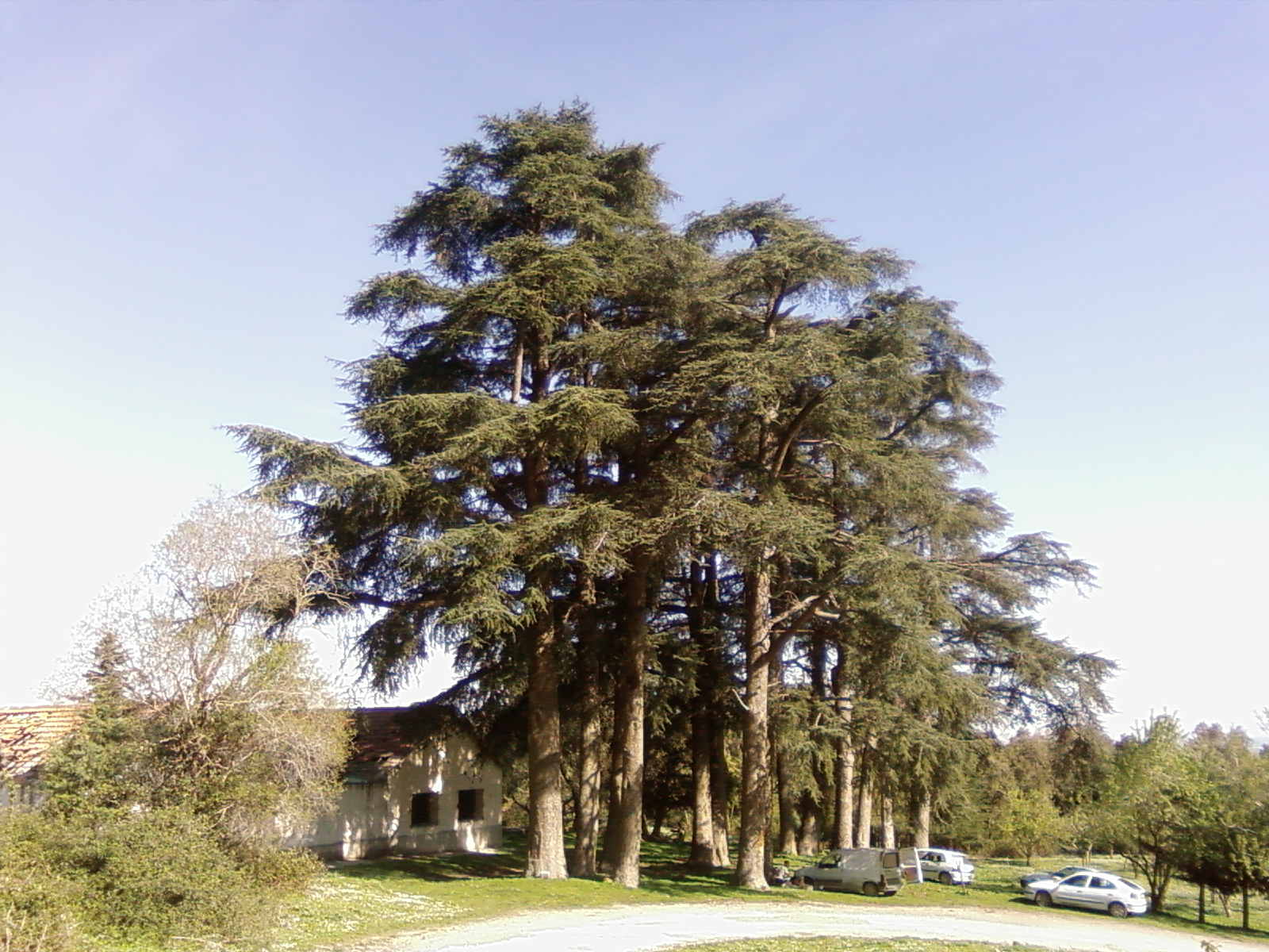 hamala la forêt de bounaaja