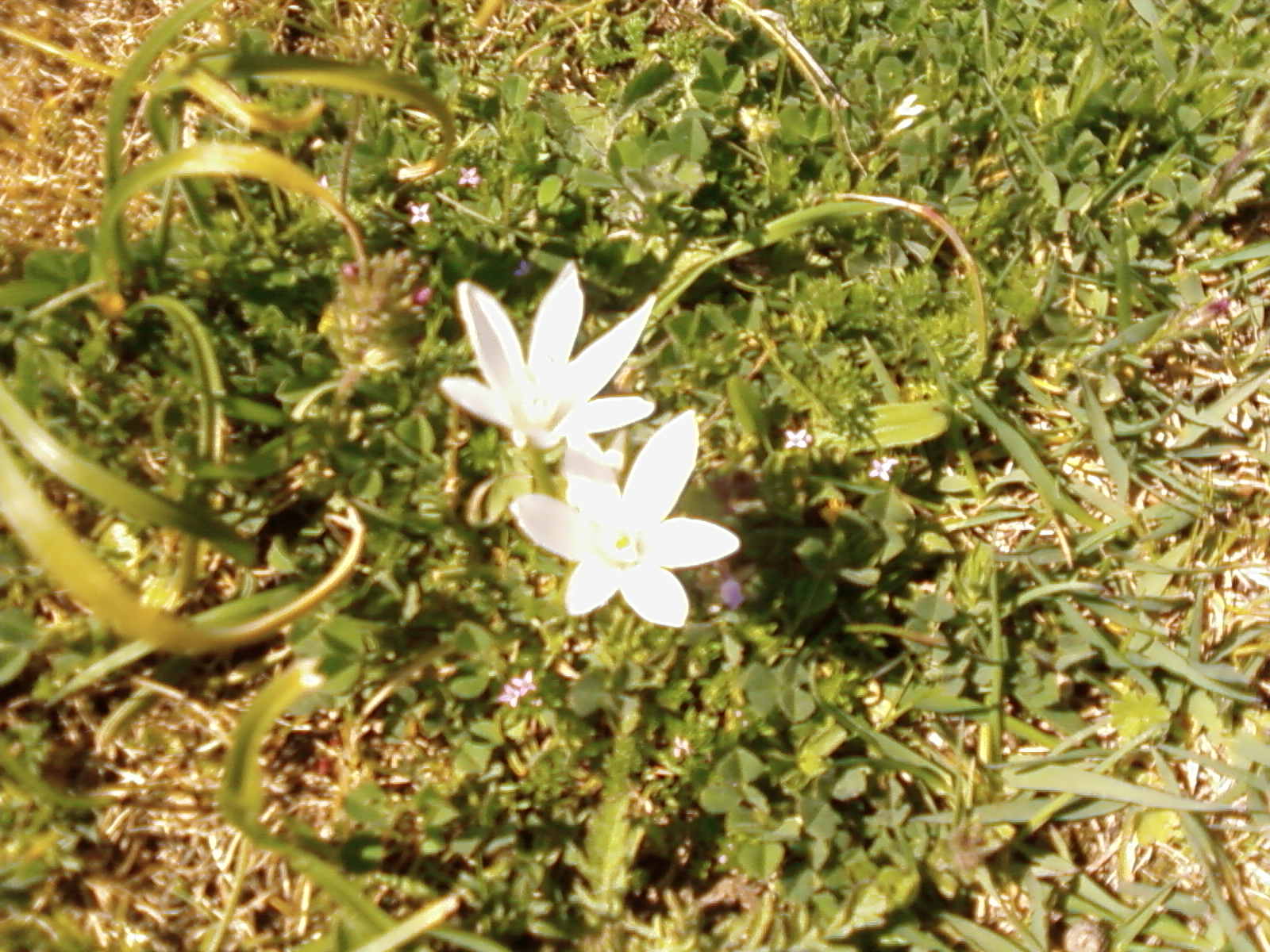 les fleurs de mssid aicha ازهار جبل مسيد عيشة