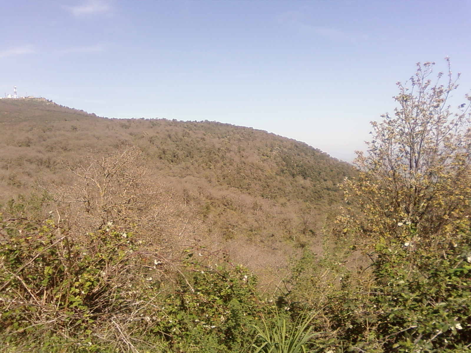 hamala la foret de bounaaja غلبة بونعجة ببلدبة حمالة