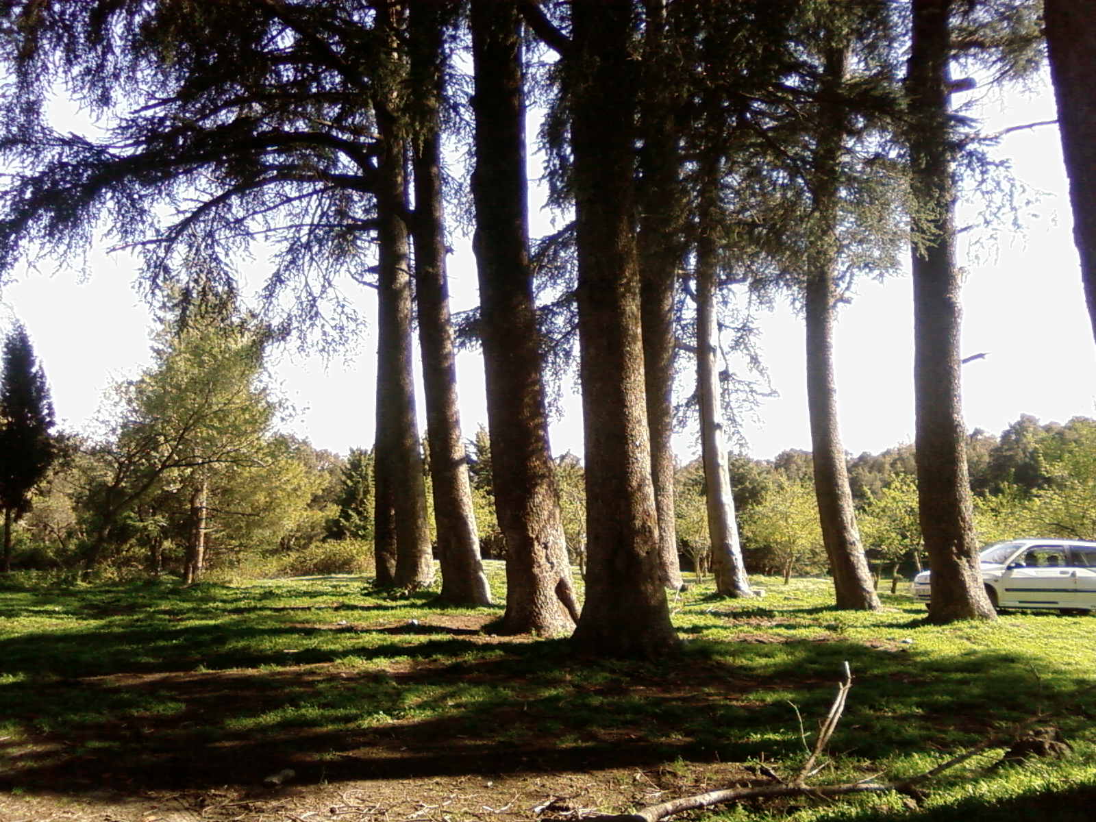 hamala la foret de bounaaja  غابة بونعجة ببلدبة حمالة  3