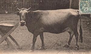 RACE BOVINE DE LA REGION DE GUELMA