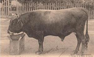 RACE BOVINE DE LA REGION DE GUELMA