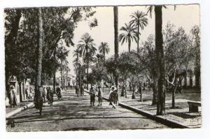 ALGERIE LAGHOUAT  Place des Oliviers et l Eglise  / Photo Veritable / 2 Scans