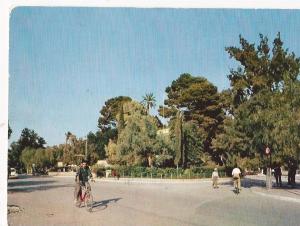 CPSM couleur  Algérie  LAGHOUAT - oasis  A Cl 4 -route nationale  belle carte ayant circulé  en 1970 grand format  10