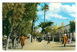 LAGHOUAT - Place des Oliviers