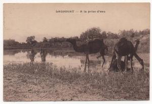 - ALGERIE. - LAGHOUAT - A la prise d'eau - scan verso -