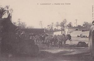 Laghouat.- (Algérie) Marché aux Grains - (belle animation - ânes - âne)