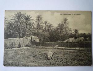 LAGHOUAT  (Algérie)    Un  JARDIN