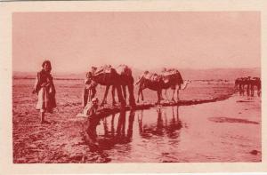 Algérie - Laghouat - L'Oued M'zi - Editeur S.P.G.A